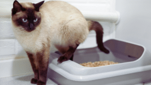 Read more about the article Best Practices for Litter Box Hygiene: Essential Tips for a Clean and Healthy Environment