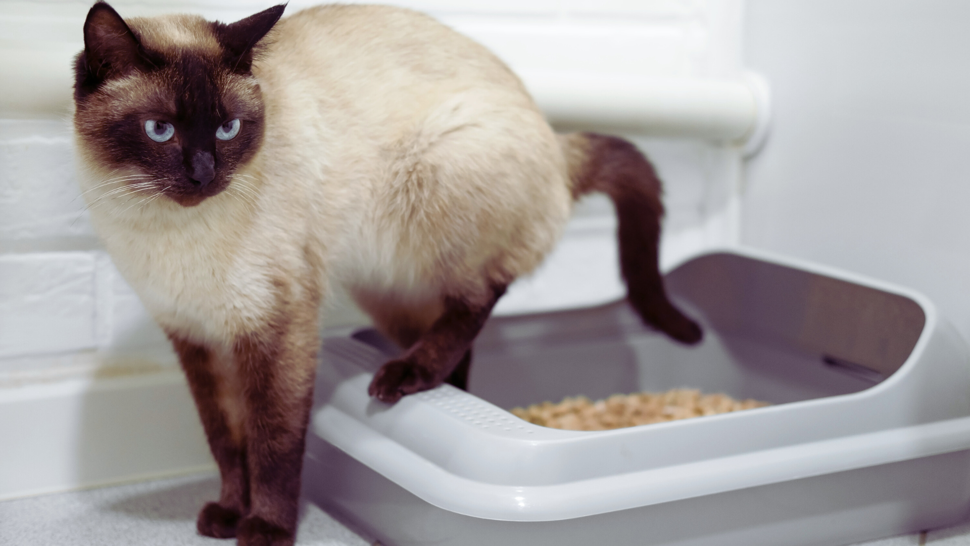 You are currently viewing Best Practices for Litter Box Hygiene: Essential Tips for a Clean and Healthy Environment