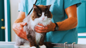 Read more about the article First Aid for Cats: Essential Tips for Pet Owners
