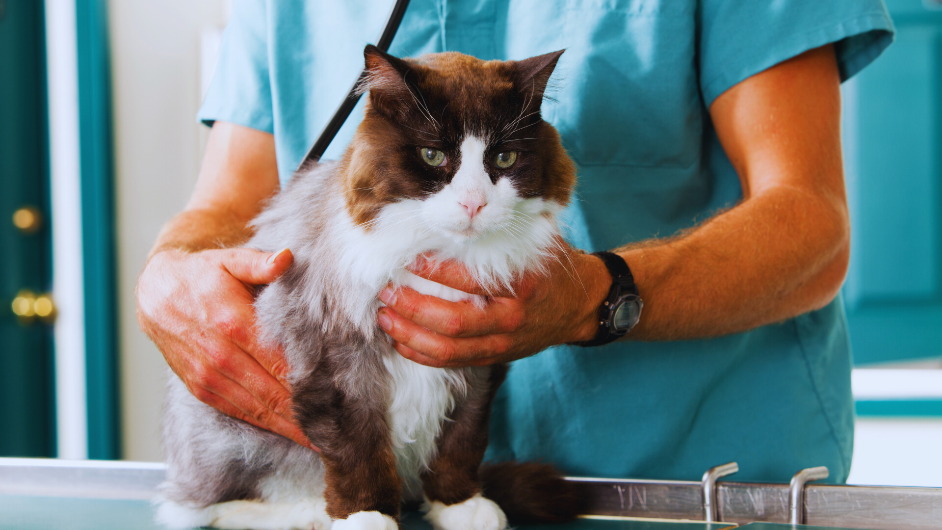 You are currently viewing First Aid for Cats: Essential Tips for Pet Owners