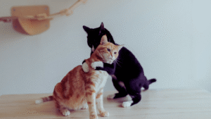 Read more about the article How to Introduce a New Pet to Your Cat: Essential Tips for a Smooth Transition