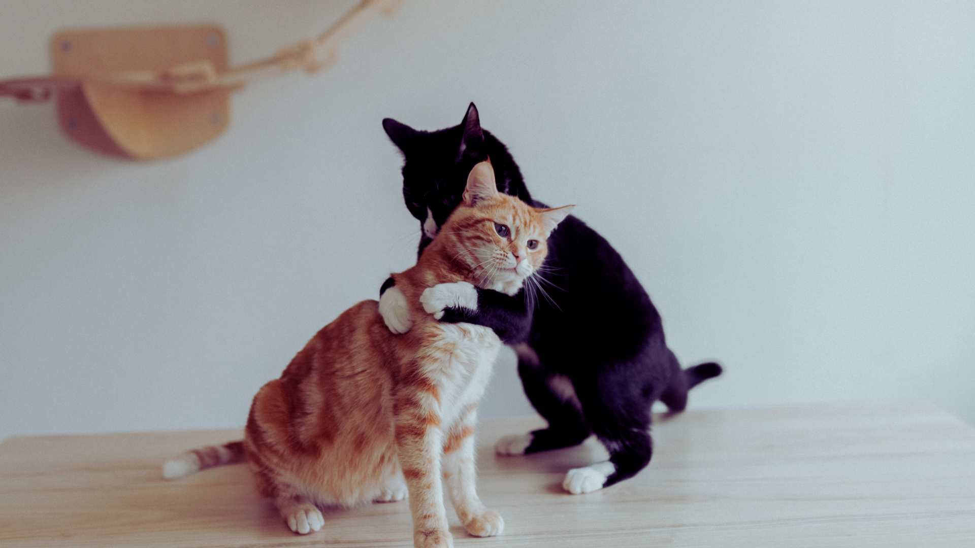 You are currently viewing How to Introduce a New Pet to Your Cat: Essential Tips for a Smooth Transition