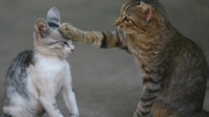 Read more about the article Indoor vs Outdoor Cats: Weighing the Pros and Cons for Your Feline Friend