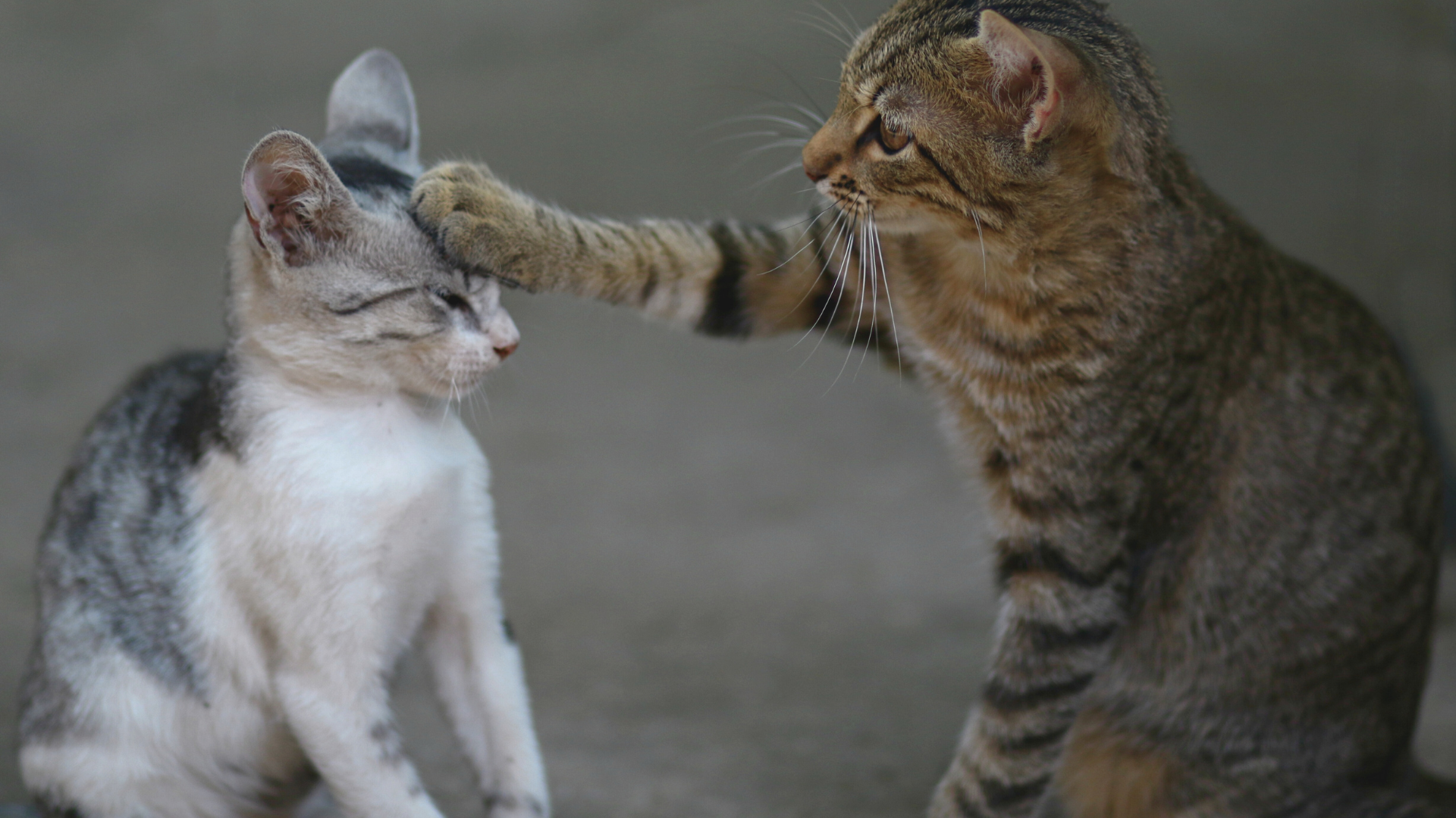 You are currently viewing Indoor vs Outdoor Cats: Weighing the Pros and Cons for Your Feline Friend