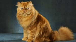 Read more about the article The Different Cat Breeds Explained: A Comprehensive Guide to Feline Diversity