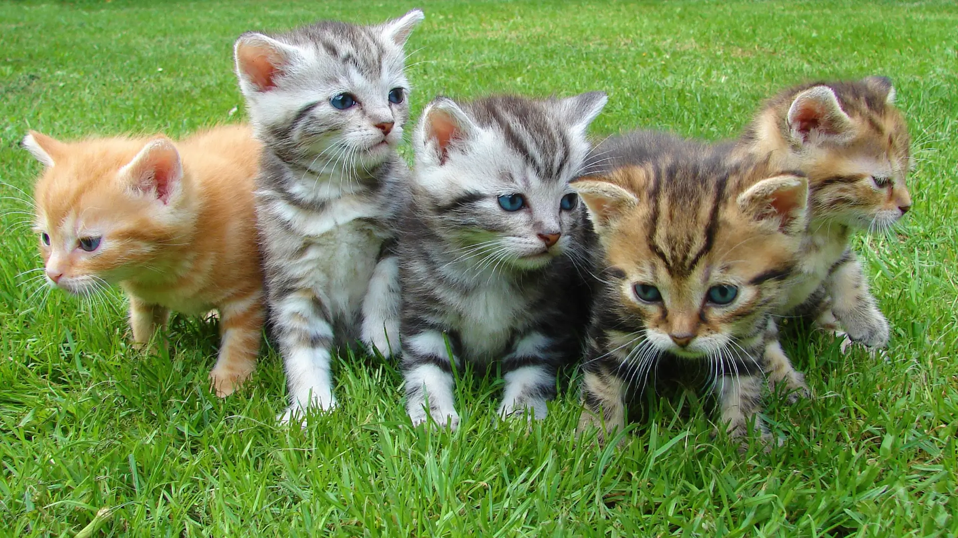 You are currently viewing The Fascinating World of Cats: Companions, Hunters, and Internet Icons