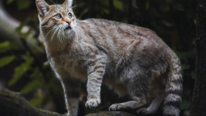 Read more about the article The History of Cats: From Ancient Companions to Modern Pets
