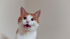 Read more about the article The Signs of Stress in Cats: Identifying Behavioral Changes and Solutions