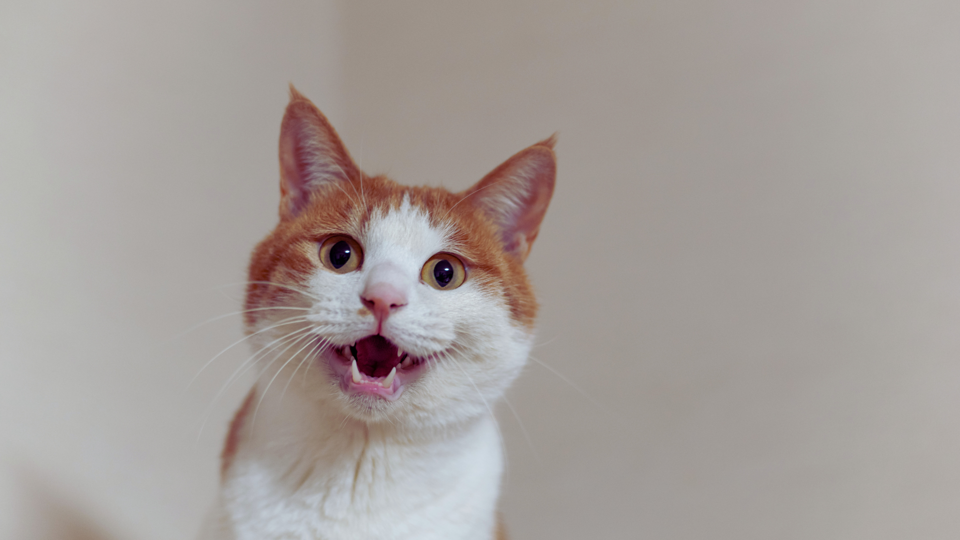 You are currently viewing The Signs of Stress in Cats: Identifying Behavioral Changes and Solutions