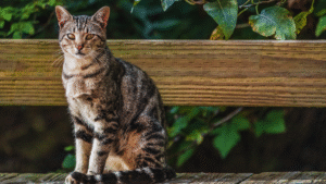 Read more about the article What Makes Cats So Independent: Exploring Feline Autonomy and Behavior