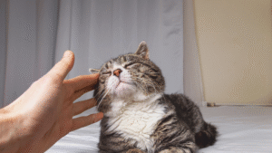 Read more about the article Why Do Cats Purr: The Science and Behavior Behind This Common Feline Sound