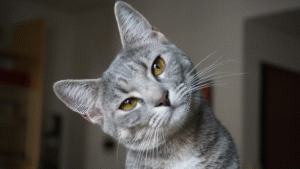 Read more about the article Common Cat Behaviors Explained: Understanding Your Feline’s Actions and Needs