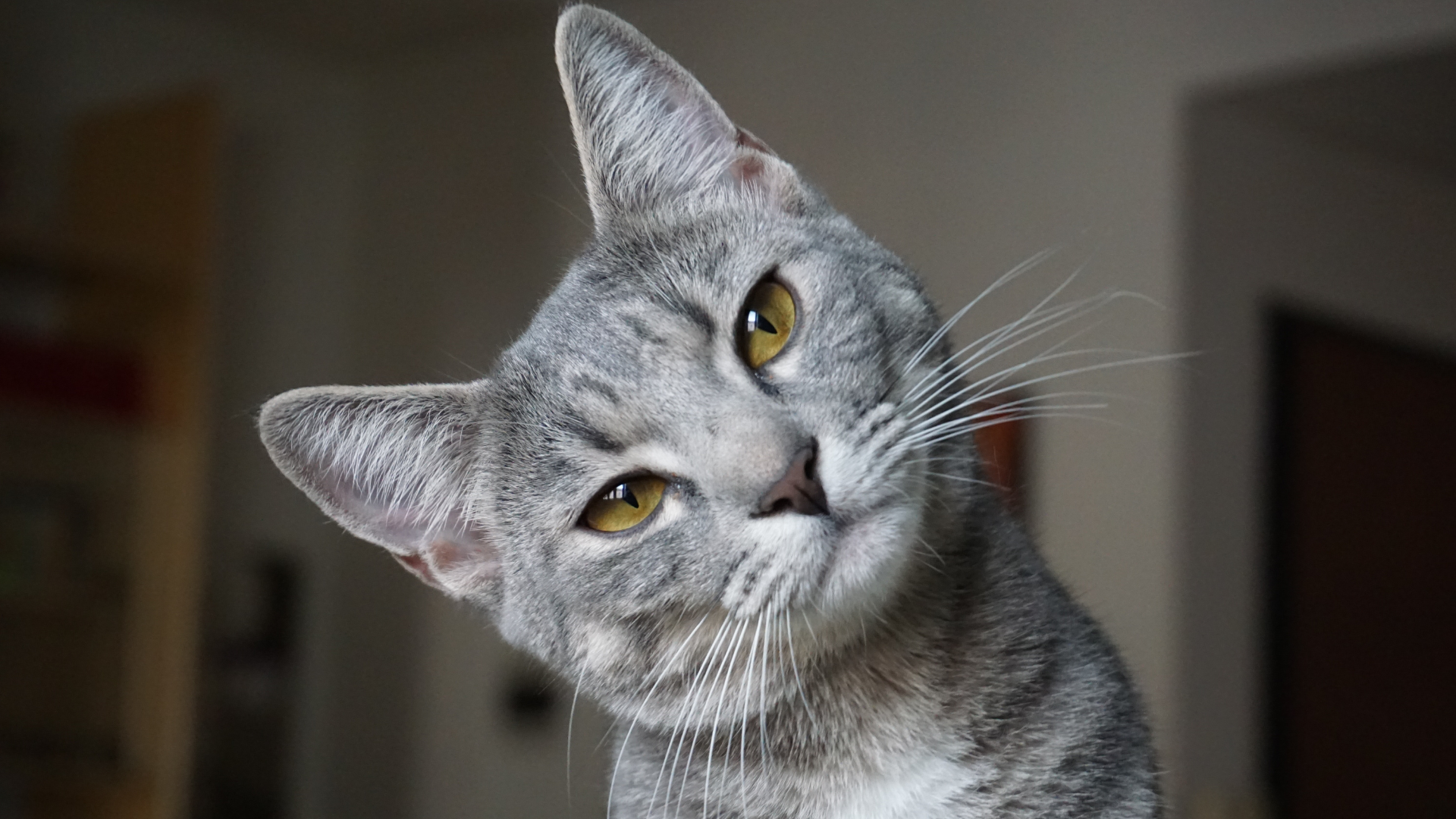 You are currently viewing Common Cat Behaviors Explained: Understanding Your Feline’s Actions and Needs