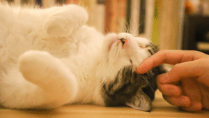 Read more about the article How Seasonal Changes Affect Your Cat’s Behavior And What You Need To Know