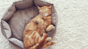 Read more about the article How to Create a Cat-Friendly Home Environment for Happy and Healthy Pets