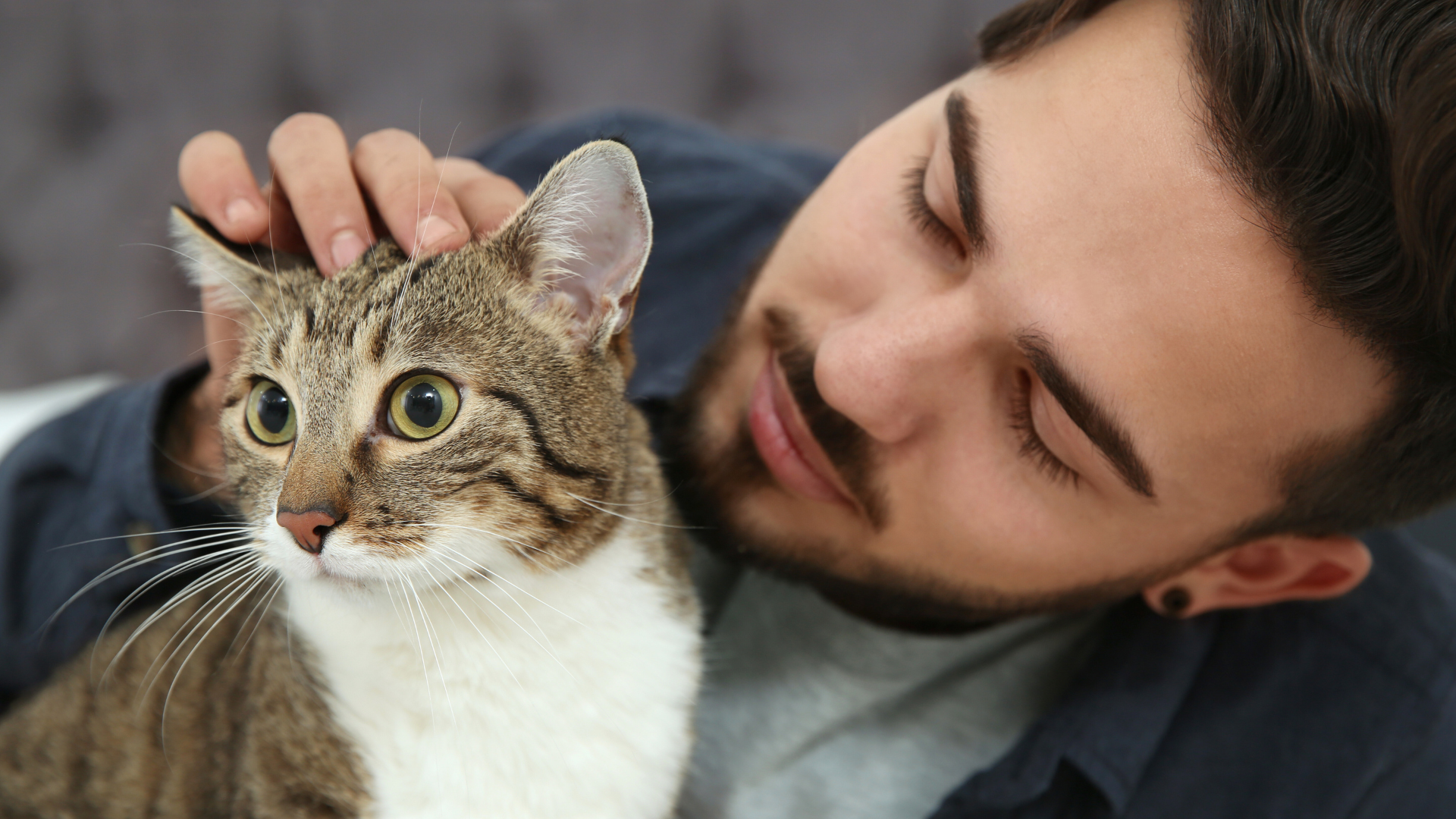 You are currently viewing How to Encourage Playtime with Shy Cats: Effective Strategies for Building Trust and Engagement