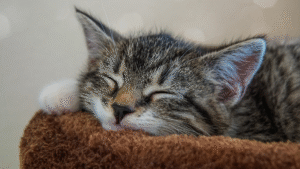 Read more about the article How to Spot Signs of Illness Early in Cats: A Practical Guide for Pet Owners
