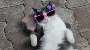 Read more about the article How to Tell If Your Cat Is Truly Happy: Signs and Behaviors to Watch For