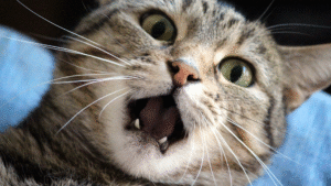 Read more about the article How to Understand What Your Cat’s Body Language Means: A Clear Guide to Feline Communication