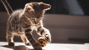 Read more about the article The Importance of Regular Play for Indoor Cats Enhances Health and Behavior