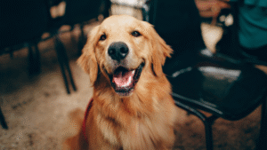 Read more about the article Tips for Keeping Your Pet’s Coat Healthy and Shiny: Expert Advice for Optimal Fur Care